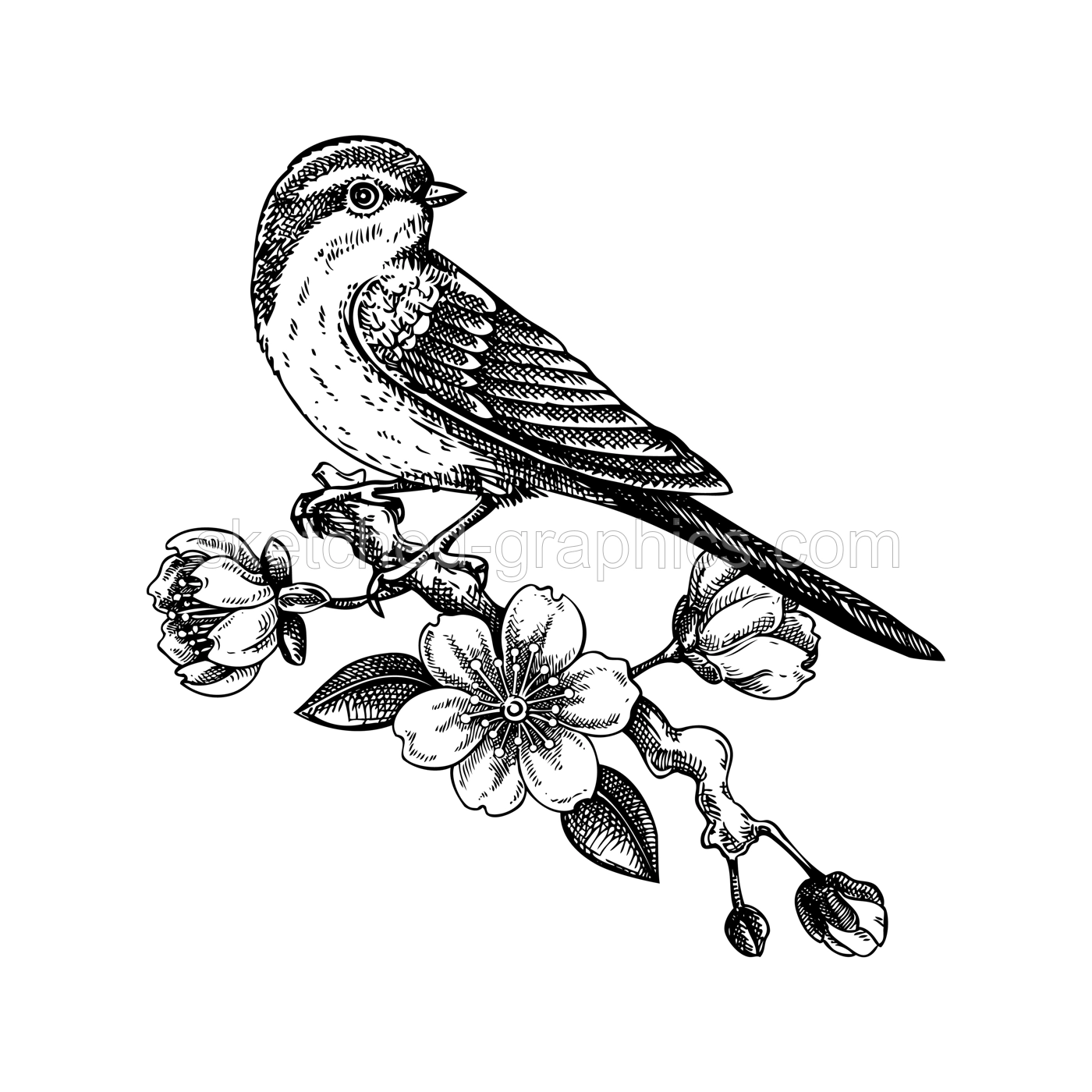 Swallow bird sketch. Cherry blossom hand drawn vector illustration. Sakura flowers drawing. Spring design. NOT AI generated. Illustration